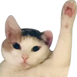 tlrCatWaving Discord emoji