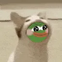 SCbopPEPE SCbopPEPE