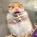 FSirlHolyRat