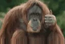 goodmonkey