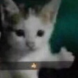thumbsup_cat