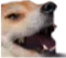 doge_laugh