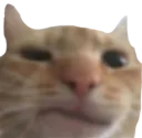 catfr Discord Emoji
