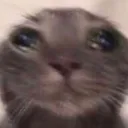 cryingkitty cryingkitty