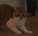 sad_cate