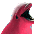 Dolphinparty Discord Emoji