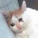 SadCatPillow