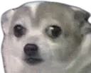 nenaDOG nenaDOG