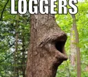 loggers