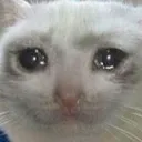 cryingcat cryingcat