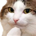 cathmmm cathmmm
