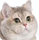cat_intense_stare