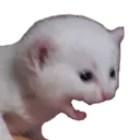 CatScream2