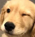 DoggoWink