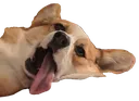 noodlemelt