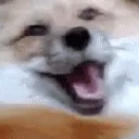 dog_diabolical_laugh