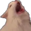 Cat_Yell