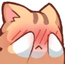 cat_shy