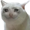 Crycat crycat Discord Emoji