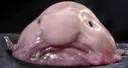 blobfishedit1optimised Discord Emoji
