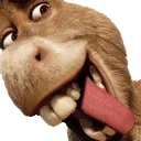 donkay