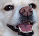 dogpog