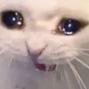 catcry