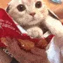 ChipChat