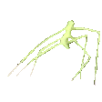 stickbug