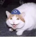 cathappy