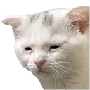 tiredcat