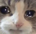 sad_cat