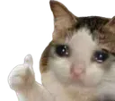 catcry Discord Emoji