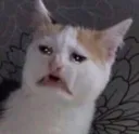 sob_cat Discord Emoji