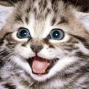 HappyCat HappyCat