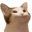 nodCat
