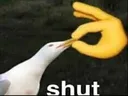 shut
