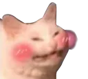 cat_blush
