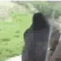 spinning_gorilla