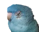 saph_content