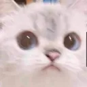 cat cat