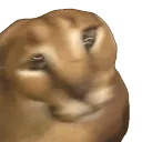 SCfloppaSHAKE