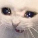 Cat Crying cat_crying Discord Emoji