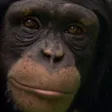 swetMONKE