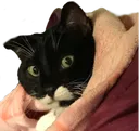 BOOTSNAP