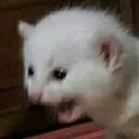 aaaa aaaa