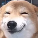happyshibe