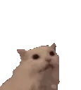SCkittymeowHEARTS