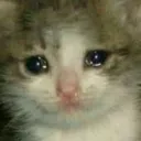 sad_kitty