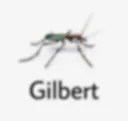 gilbert